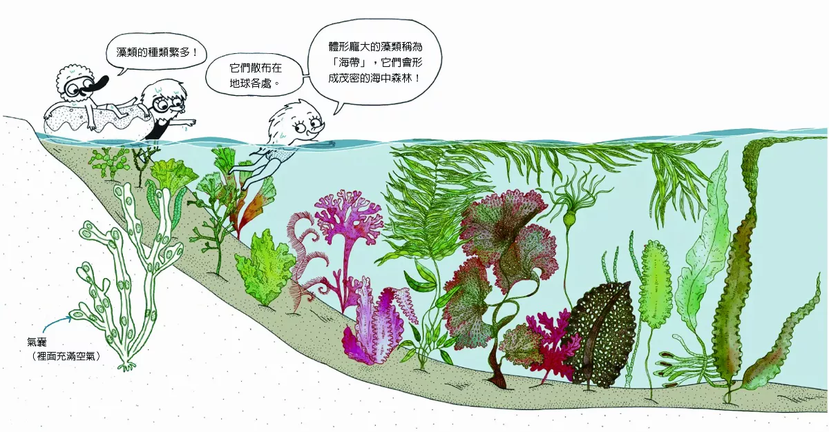 美麗海藻