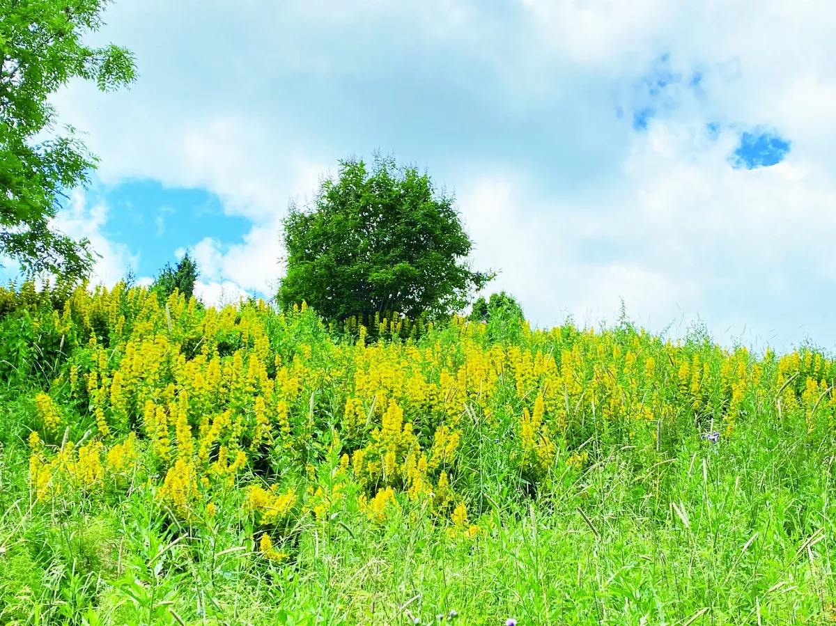 【挪威花間集】珍珠菜屬成員黃排草與圓葉過路黃