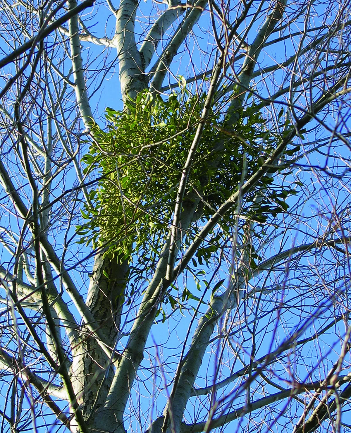 寄生植物與附生植物