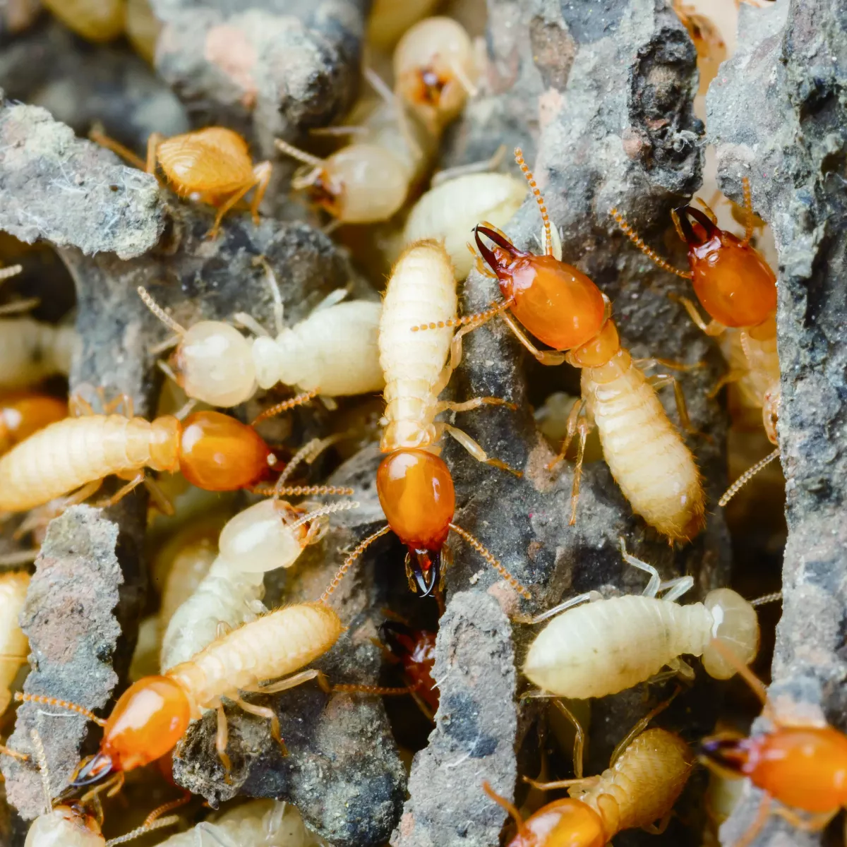 白蟻並不是白色螞蟻！