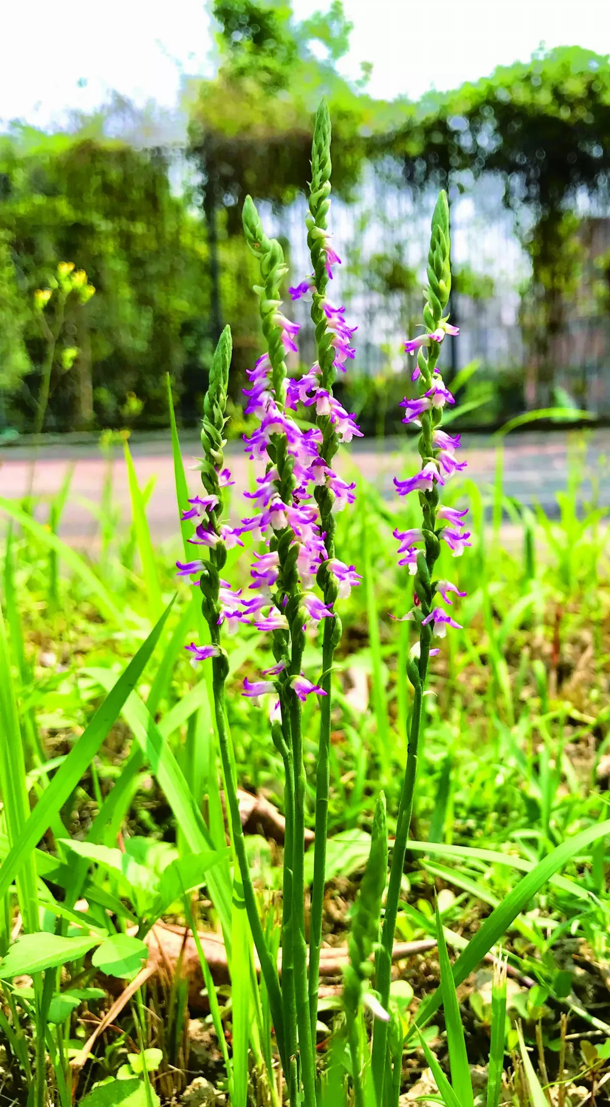 【十步芳草】野地裡的迴旋曲   