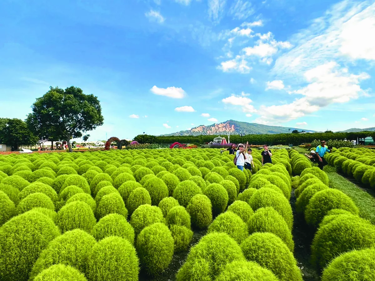 可愛波波草 秒飛歐美花海