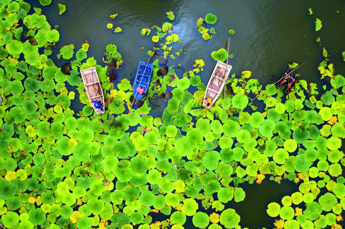 水上果蔬採收忙