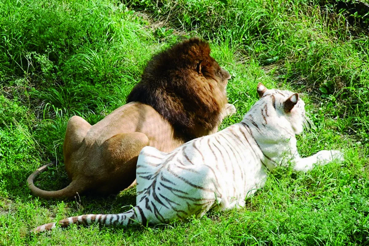 雜交動物