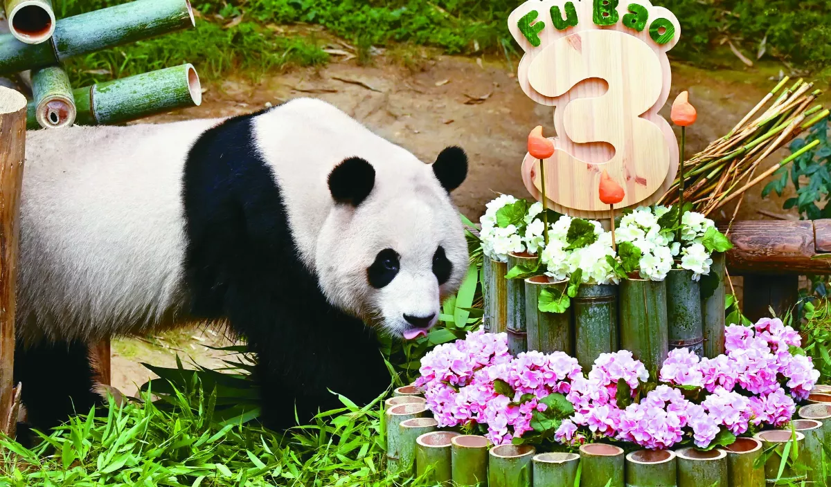 旅韓貓熊  福寶3歲啦 !