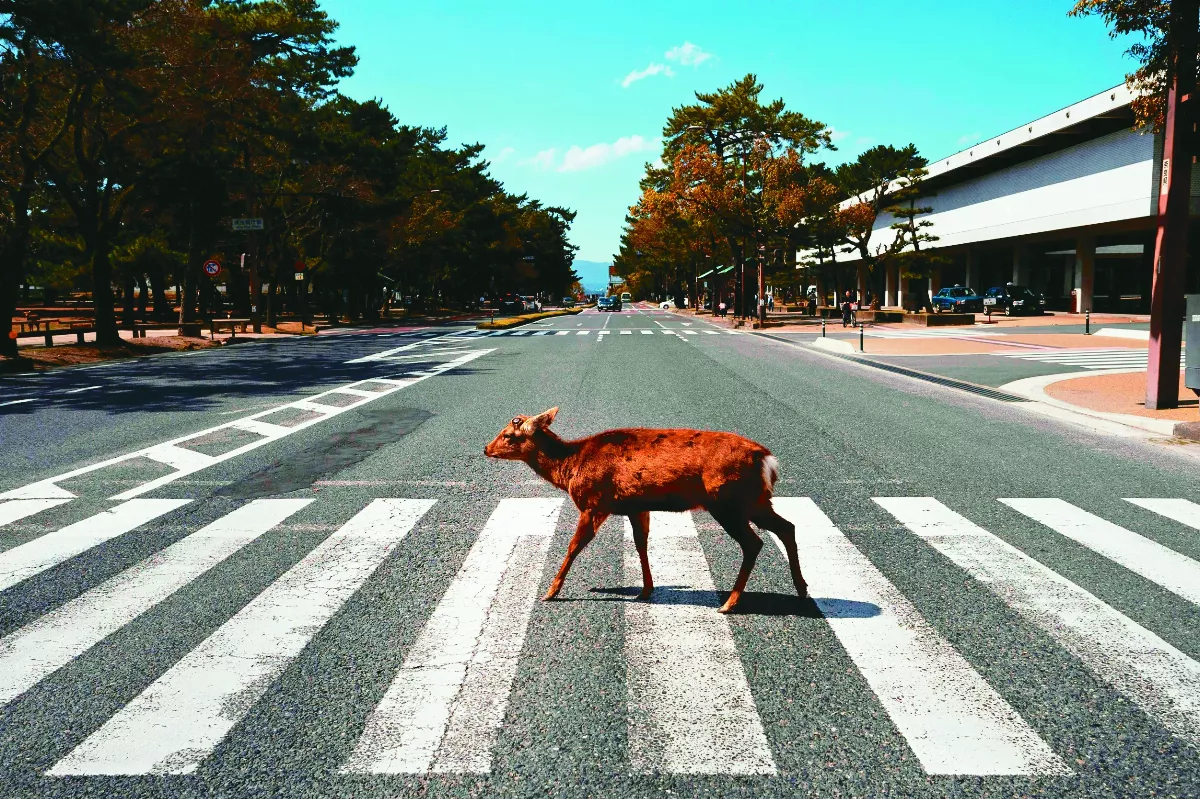 保護野生動物 人類暫停是良方