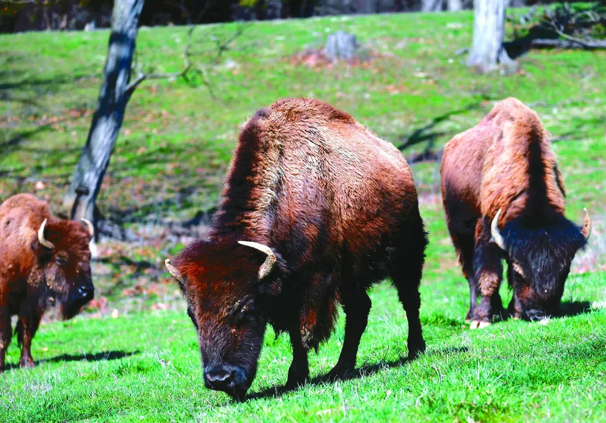 保護野生動物 人類暫停是良方