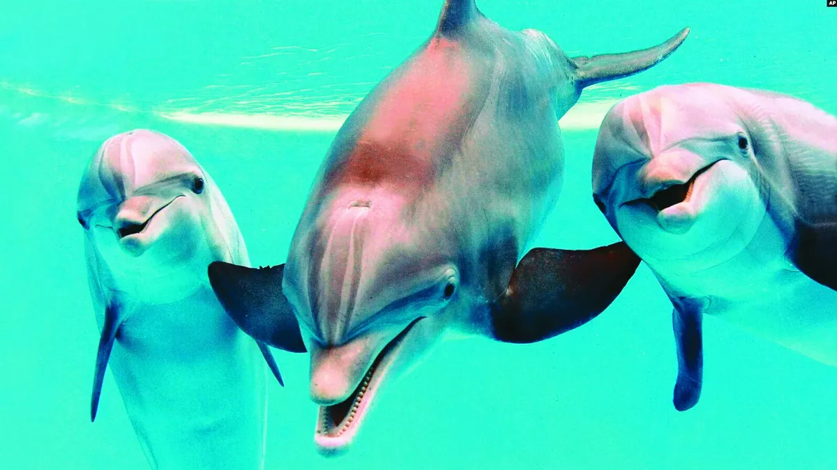 跟人類一樣 海豚媽媽會說兒語