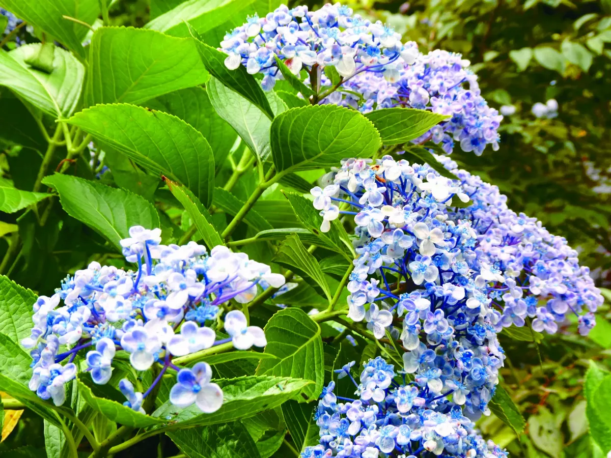 【挪威花間集】仲夏之悅 杉林溪繡球花開丰采