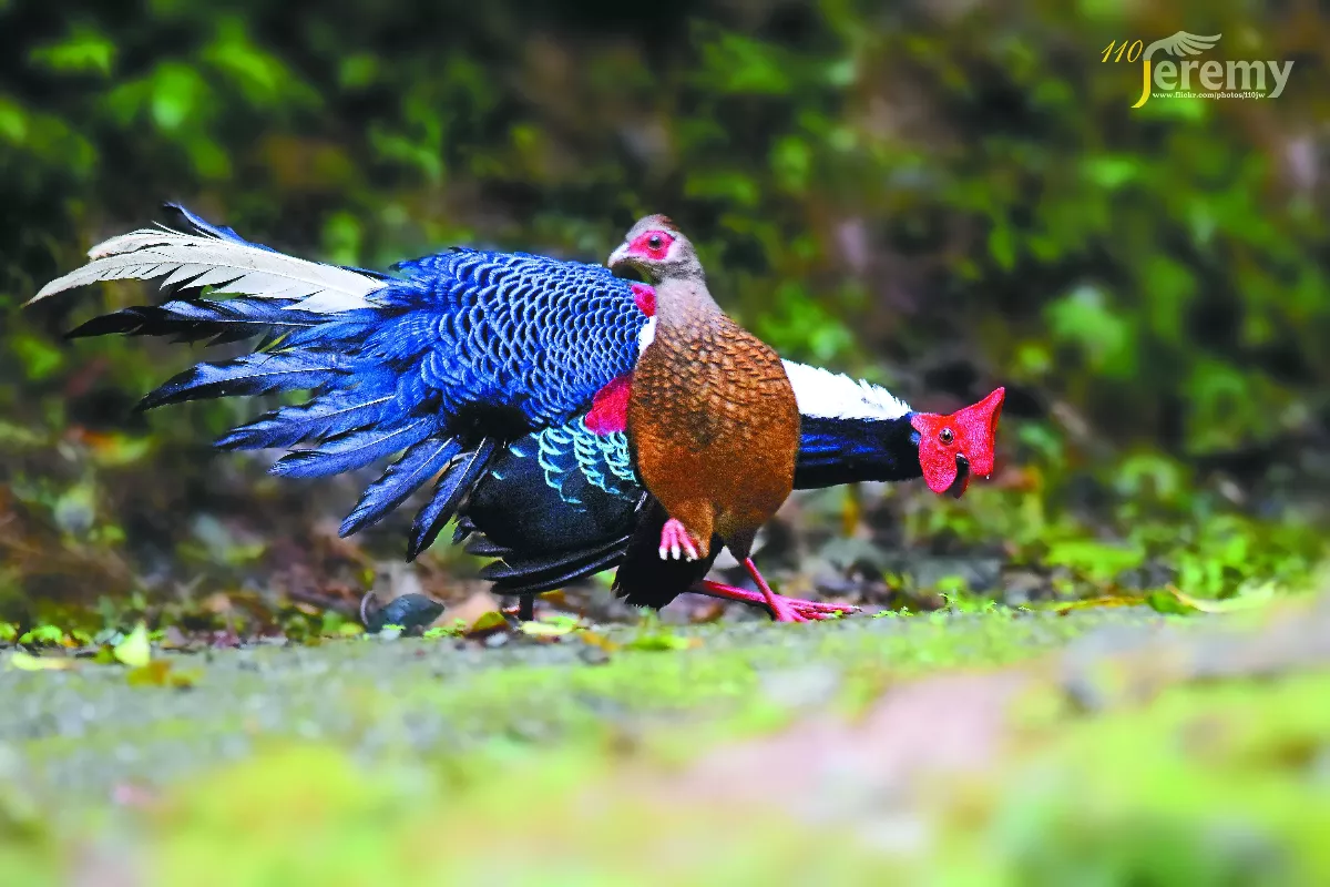 藍腹鷴 鳥界中的隱士 