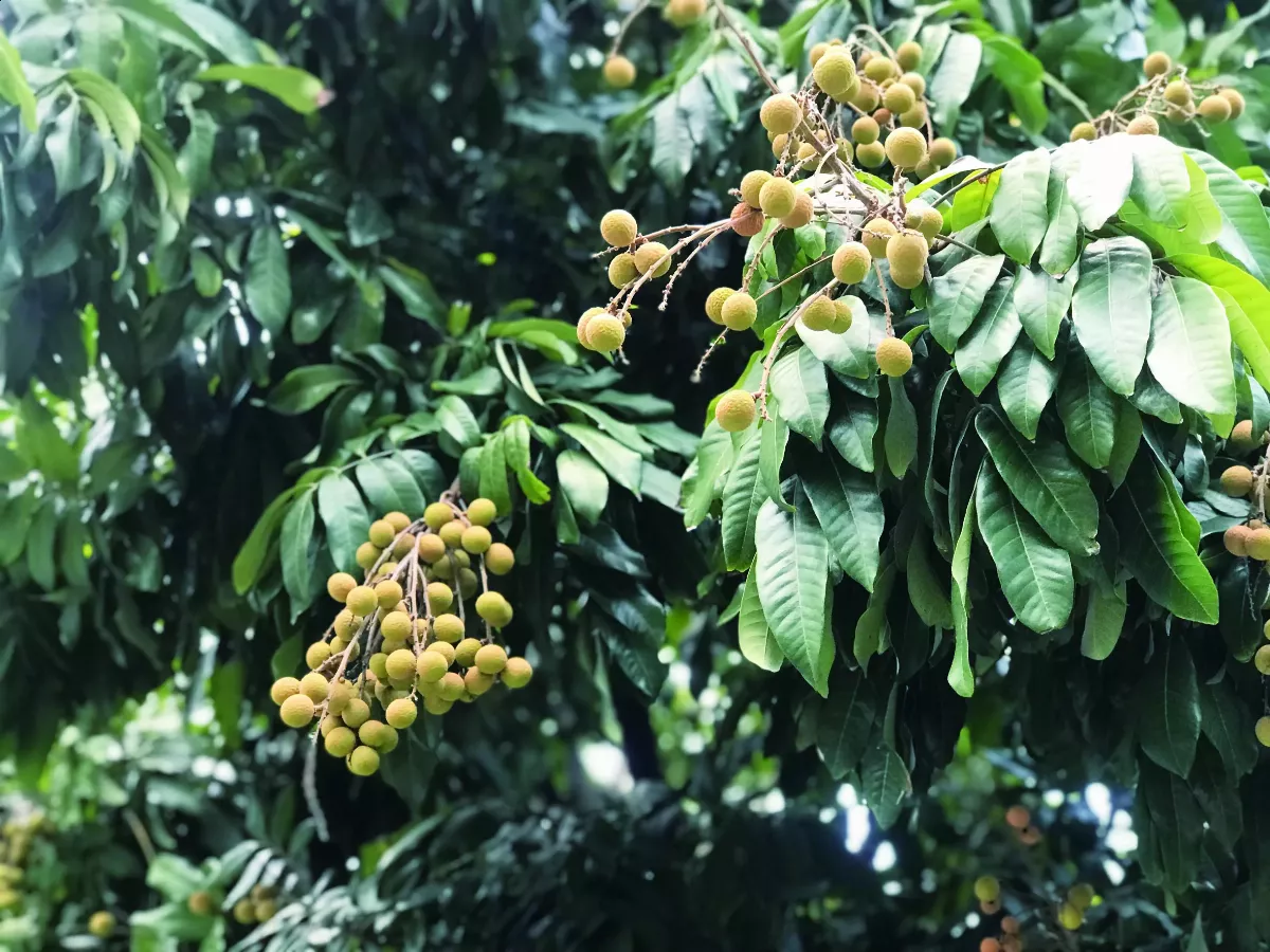 【時食有味】一灶烘，萬福圓