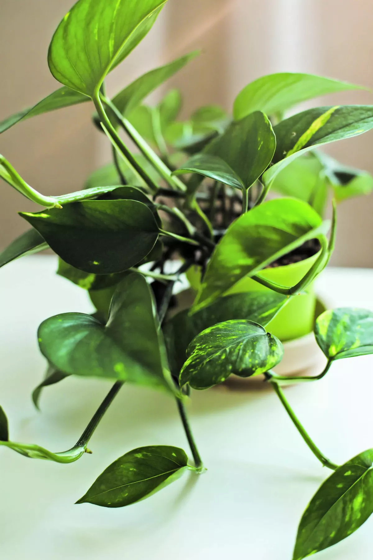 當植物也需要搬家時