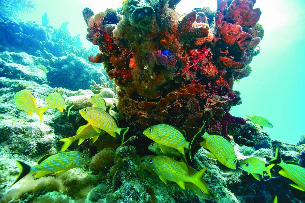 全球暖化…洋流系統最快2025崩潰