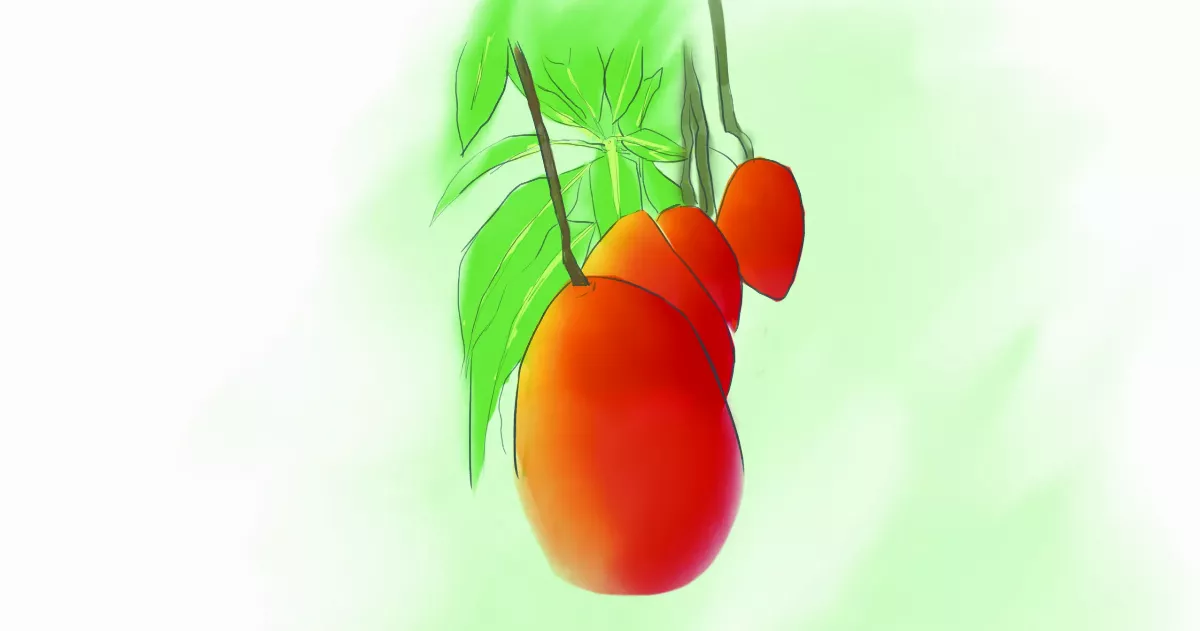 芒果樹懂我