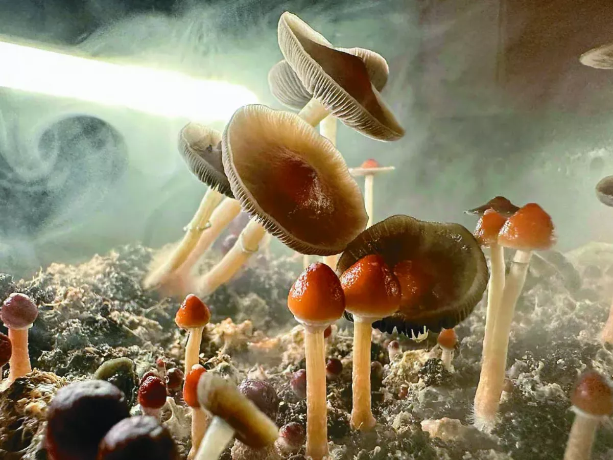 迷幻蘑菇 抗憂鬱