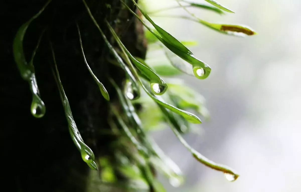 【小品人間】願聽蕉窗雨
