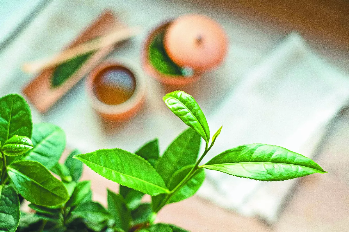 【詩】茶香究竟
