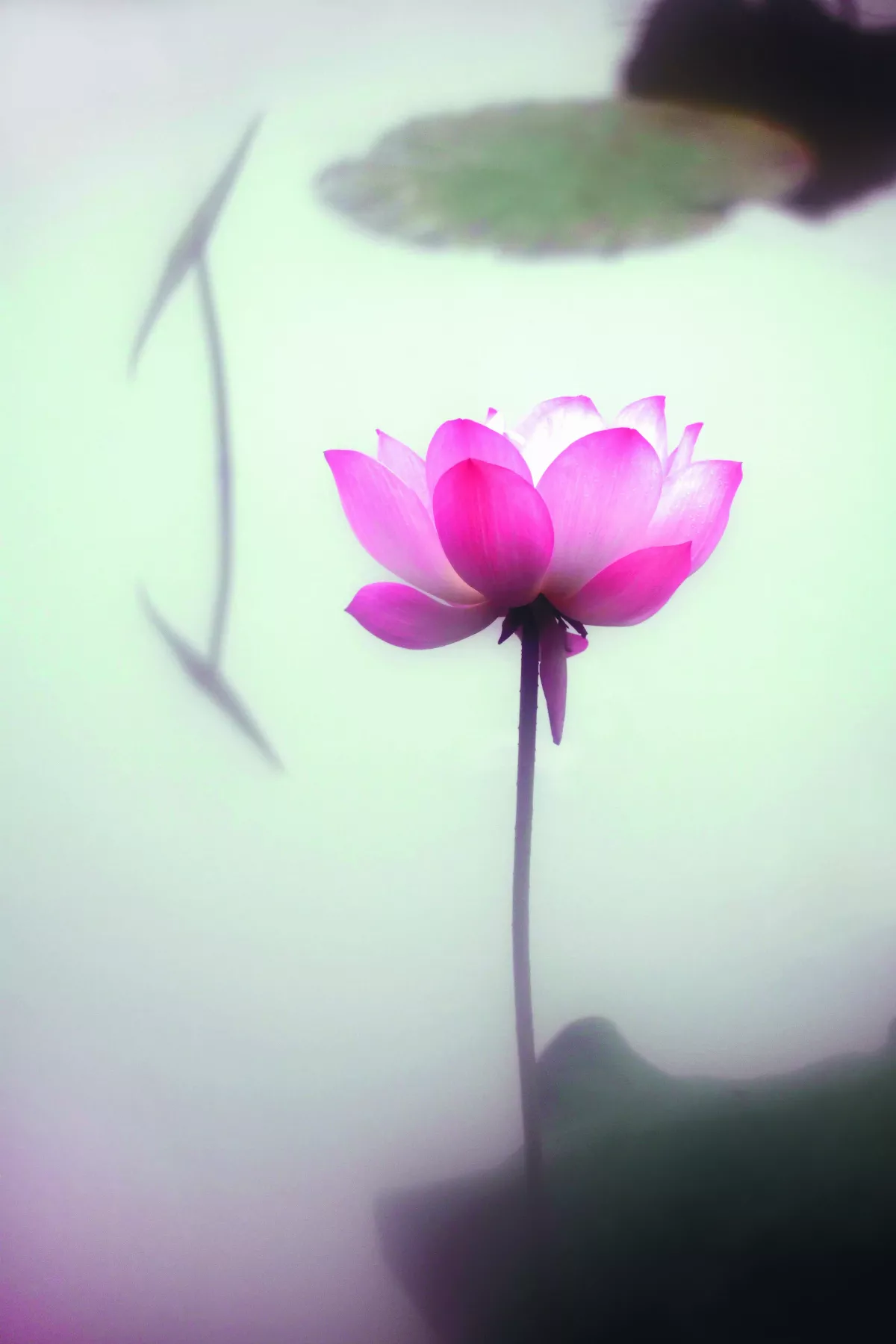 【遇見荷】我只想為你詠唱 