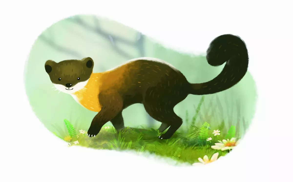 【趣味動物園】山中精靈 黃喉貂