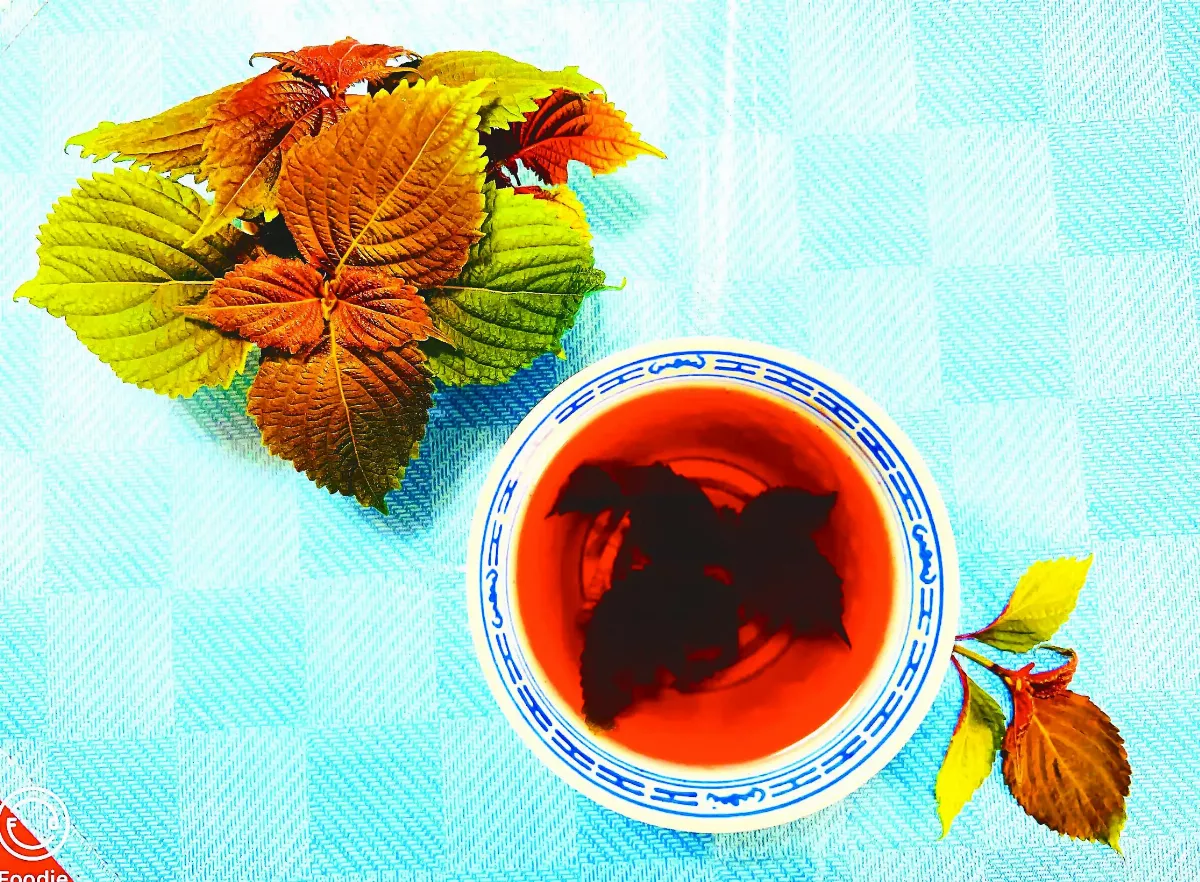 【立秋節氣 0808~0823】芬芳紫蘇飲