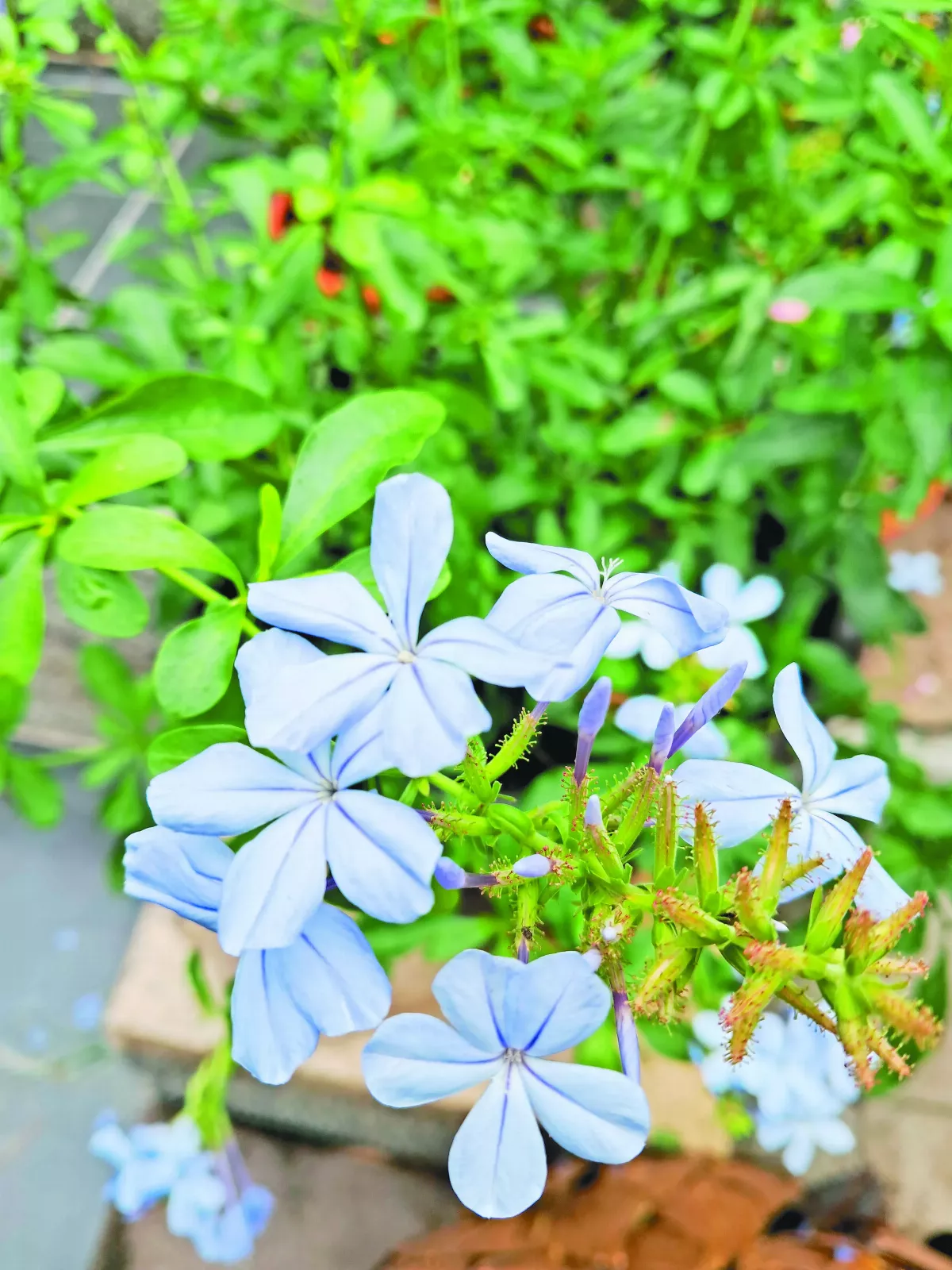 【蒔│花│小│常│識】藍雪花