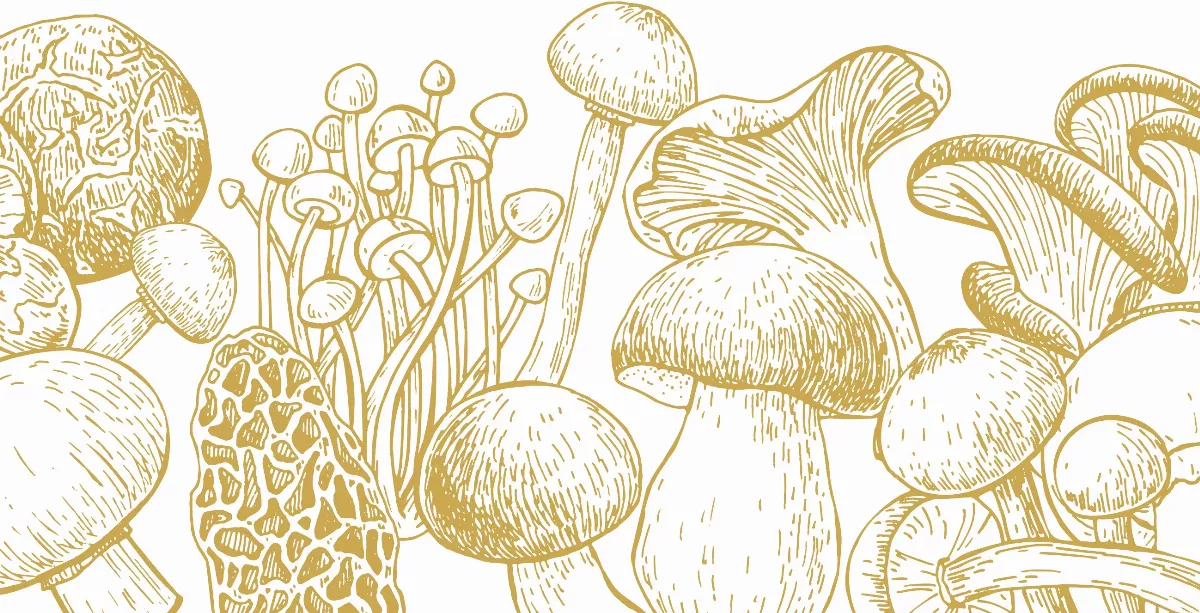 真菌如何吸收營養？