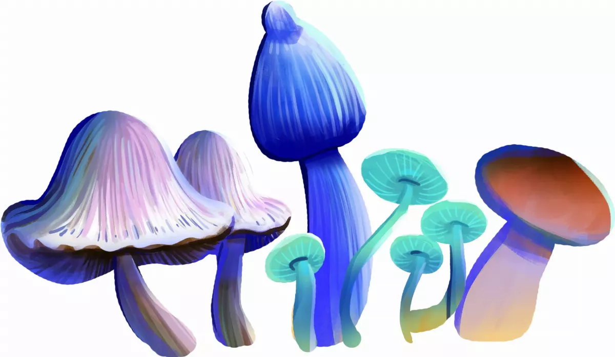 走近菇世界