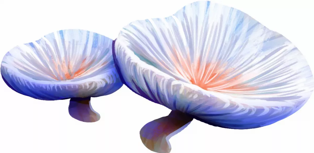 走近菇世界