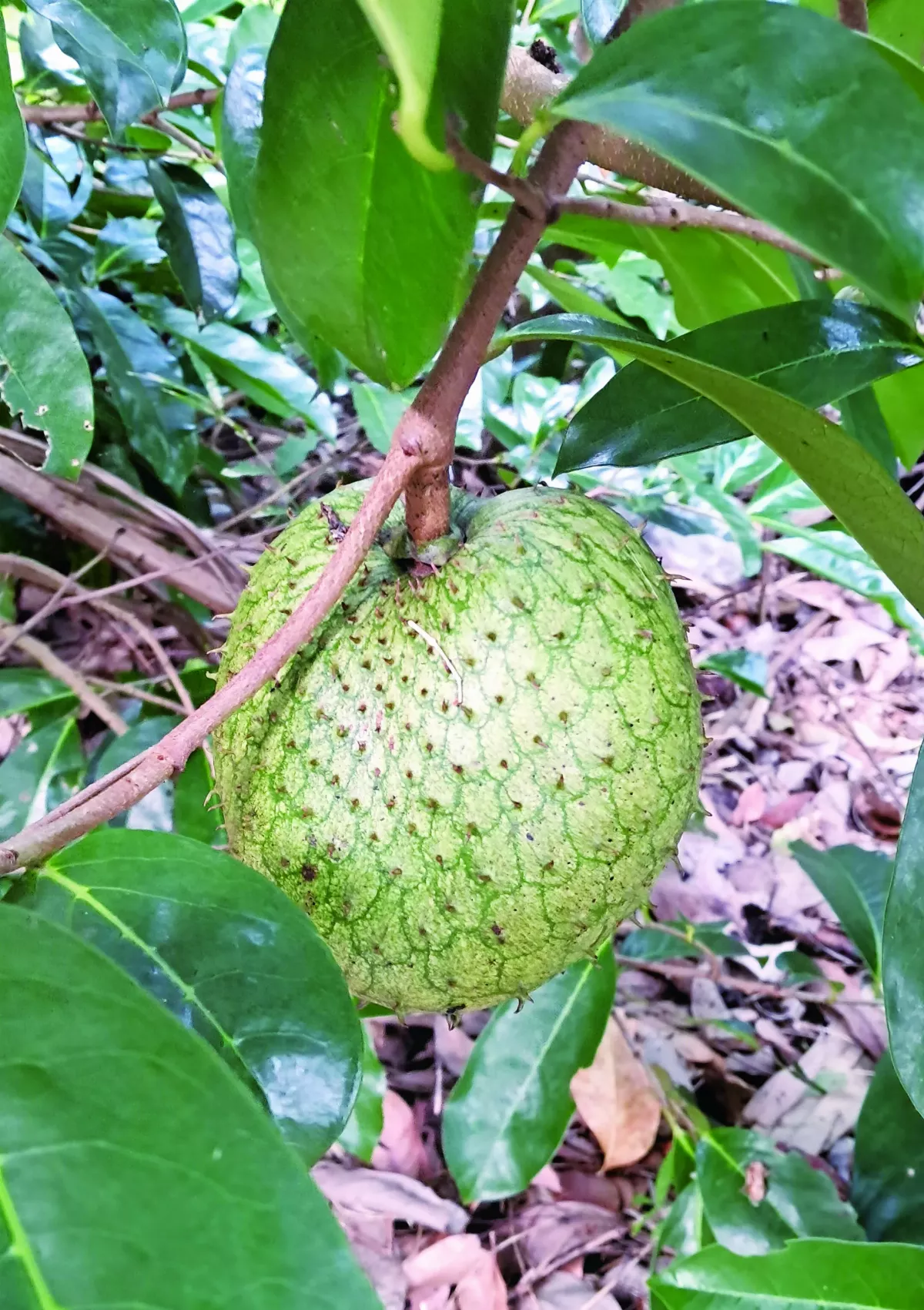 【植物筆記】山刺番荔枝