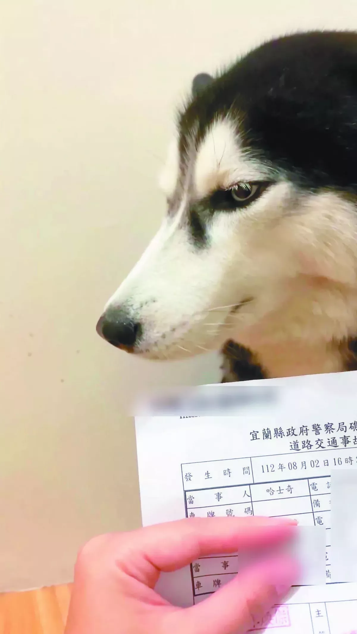 交通事故聯單  事主竟是哈士奇