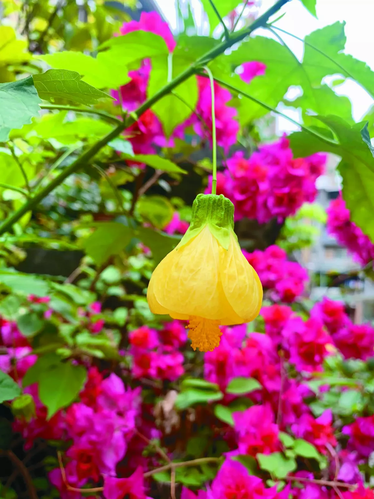 【時光重逢】花開的力量