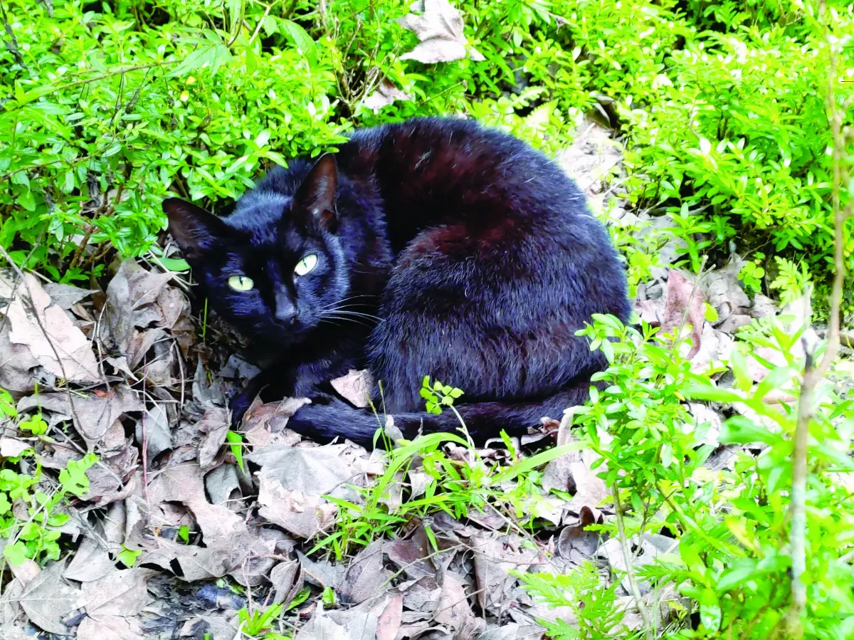 【山村生活】山上的貓來貓去