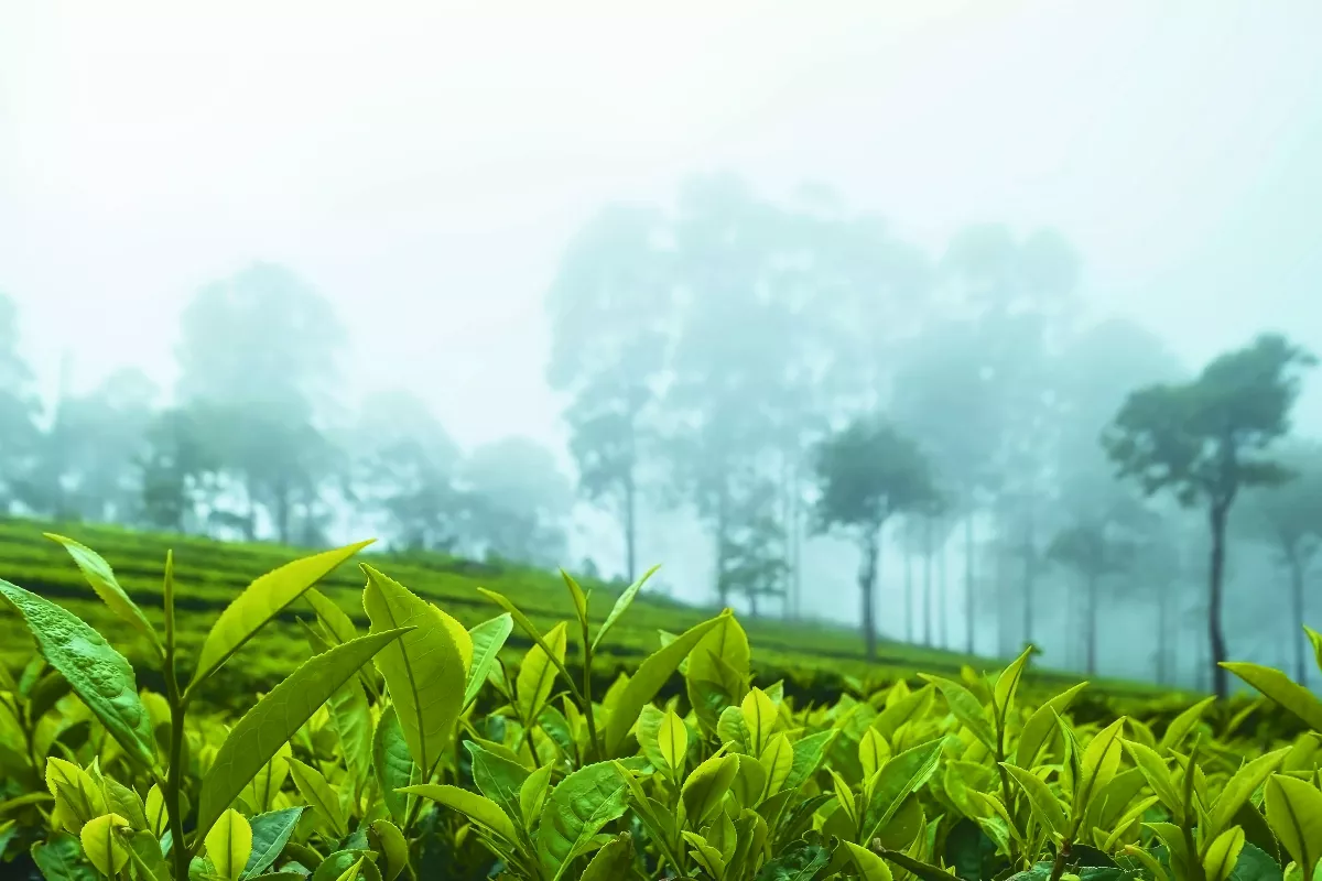 有機茶園 尋找大自然生命力