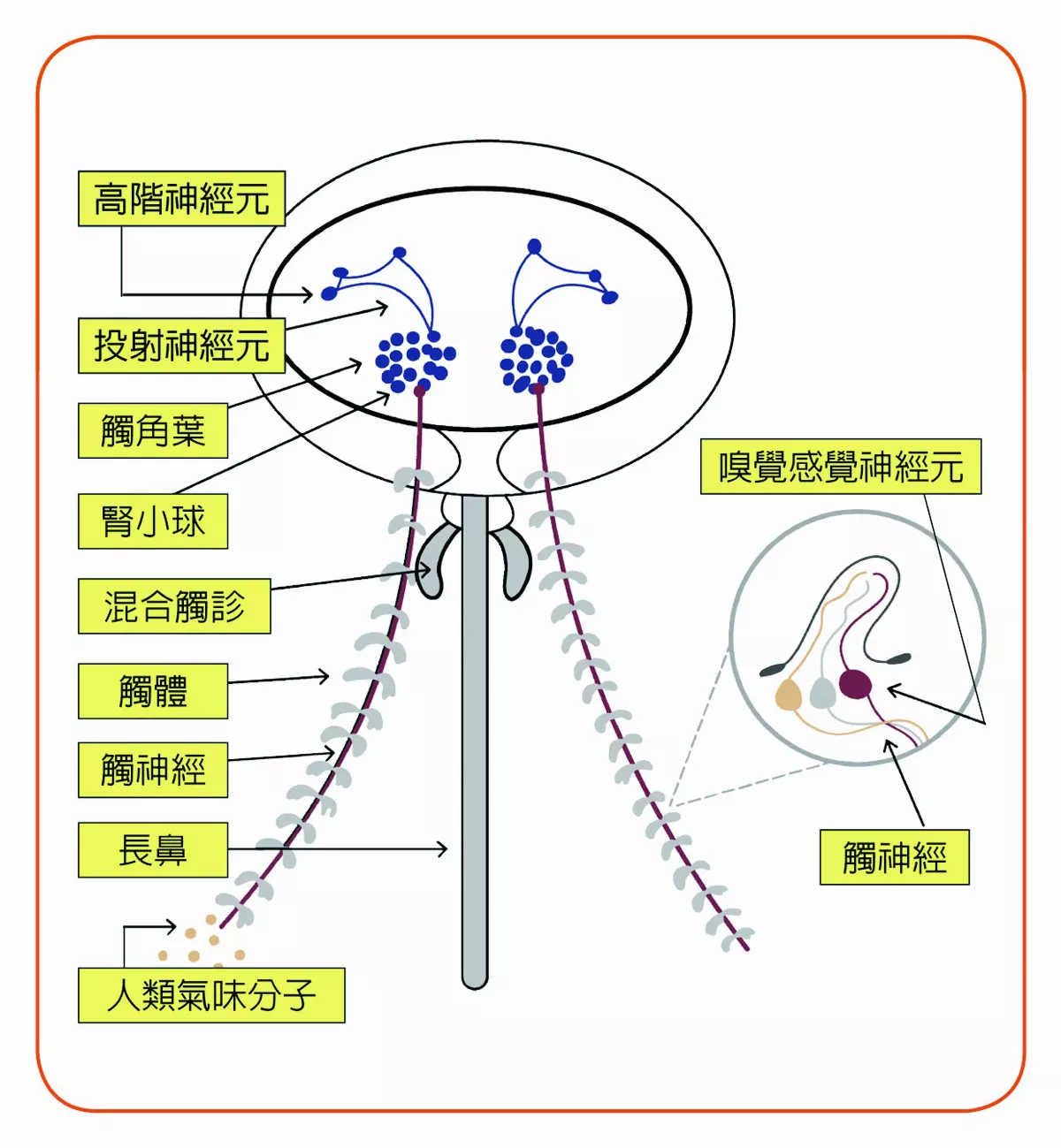 蚊子如何聞味道？