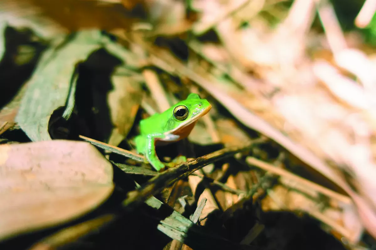 保育諸羅樹蛙 農民成生力軍