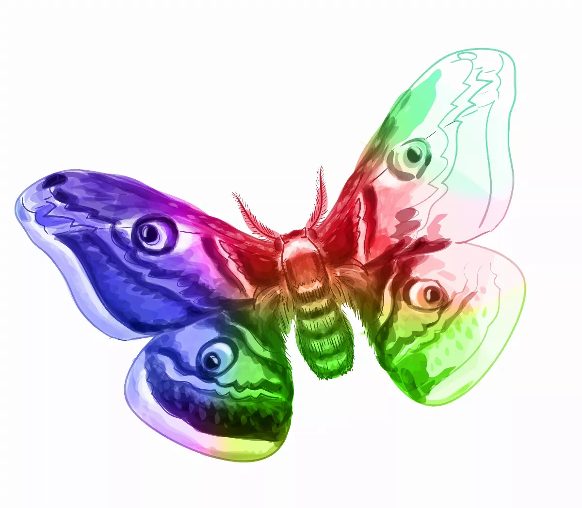 蝴蝶與飛蛾