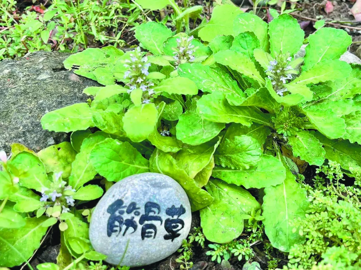 【沒有雜草】 森林公園與城市（下）