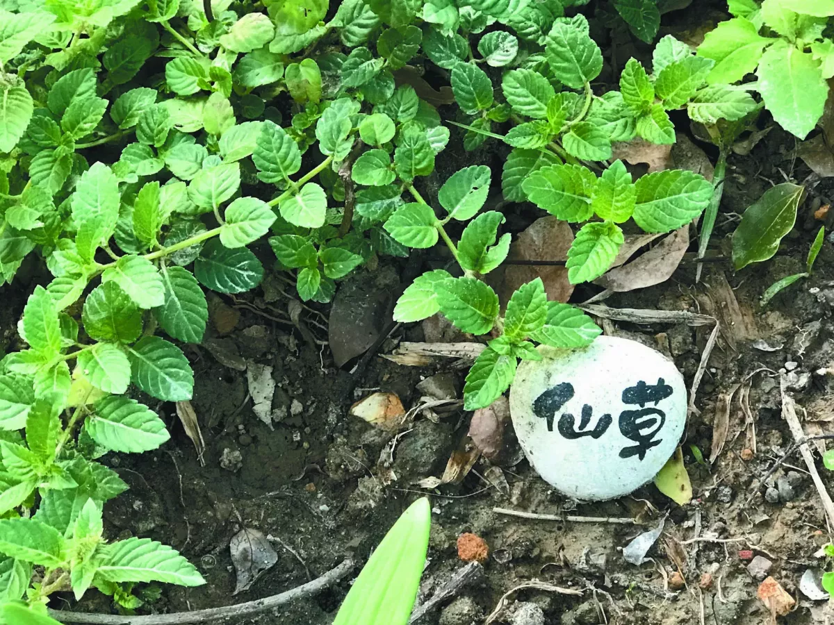 【沒有雜草】 森林公園與城市（下）