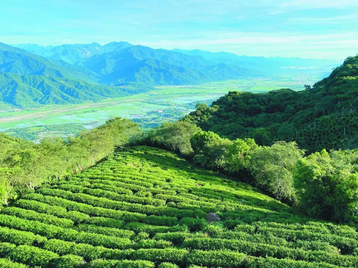 花蓮海岸山脈茶  獲日本綠茶大賽金賞獎