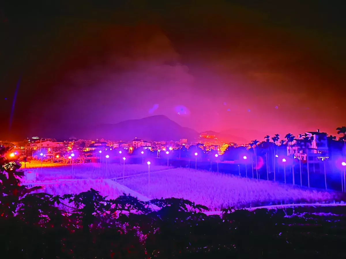 茭白筍 浪漫夜