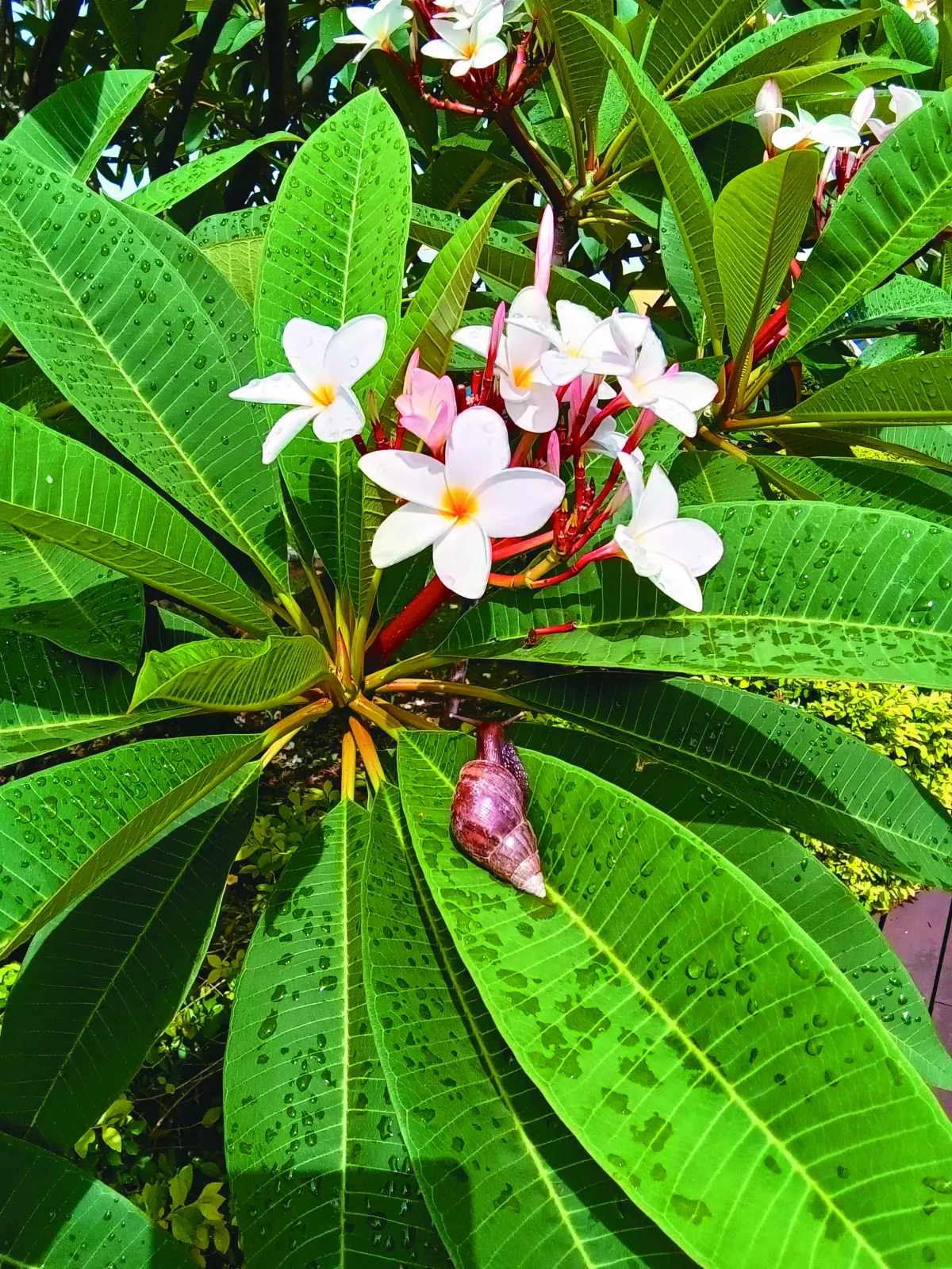 【生活快門】蝸牛賞花