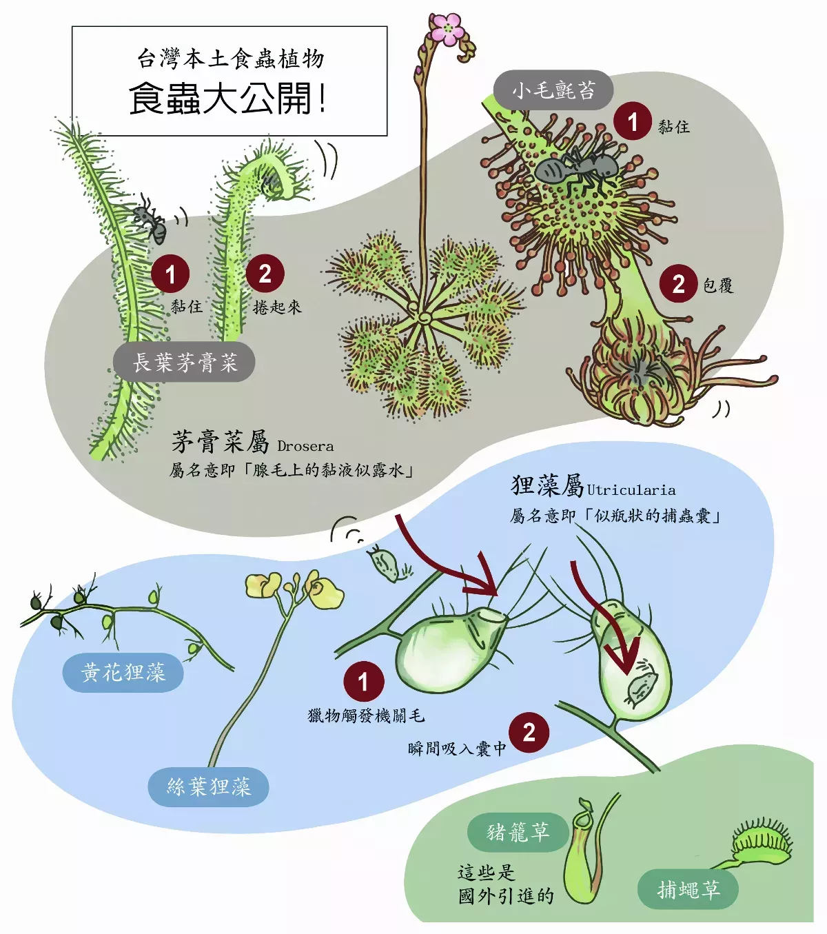 【玉子手札】台灣原生食蟲植物