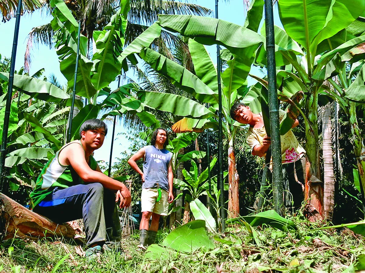 王繼維 以搖滾樂靈魂賣香蕉