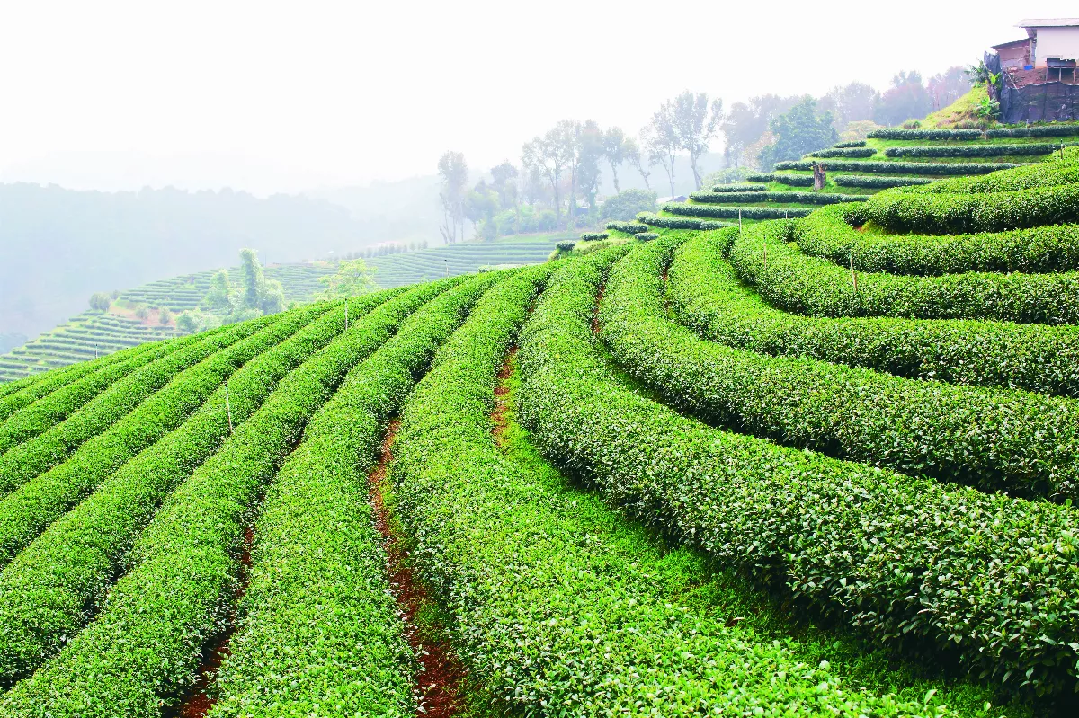 【以茶會友】世界茶飲文化與經濟