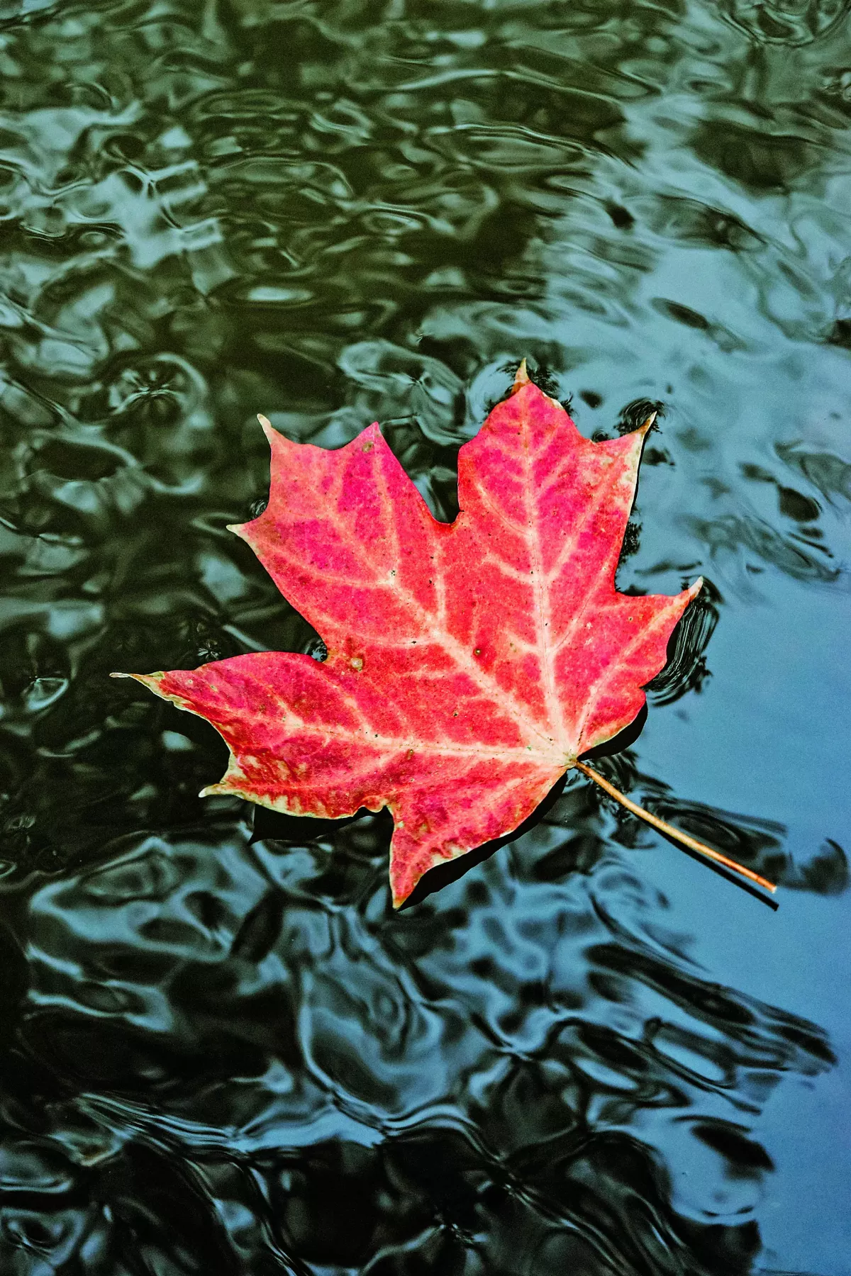 【紅塵禪煙】不可得