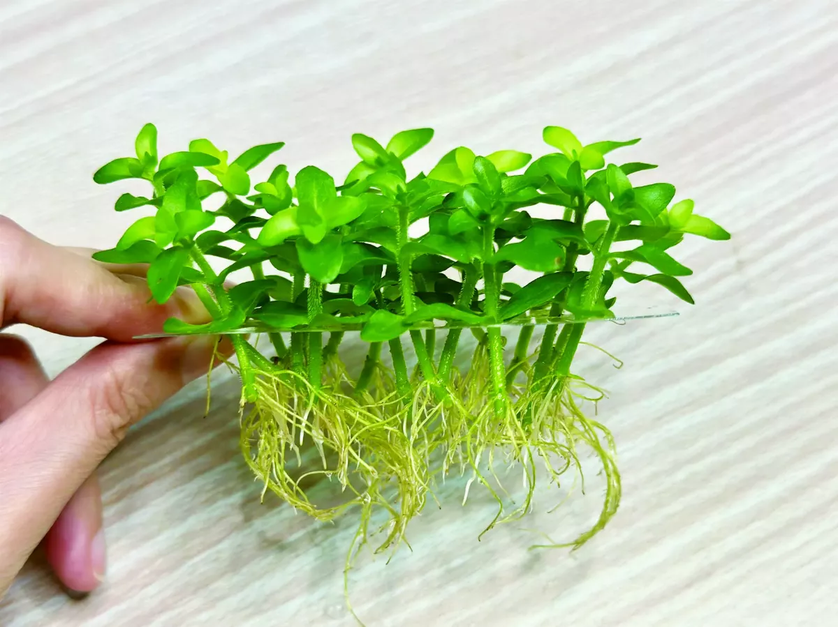 【愛植栽】池塘植物簡單變居家植栽
