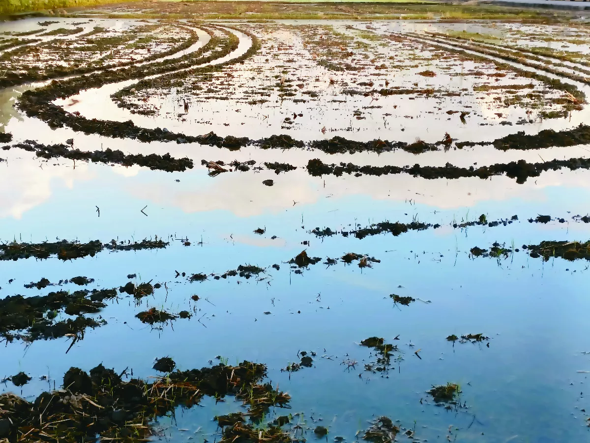 水田如鏡