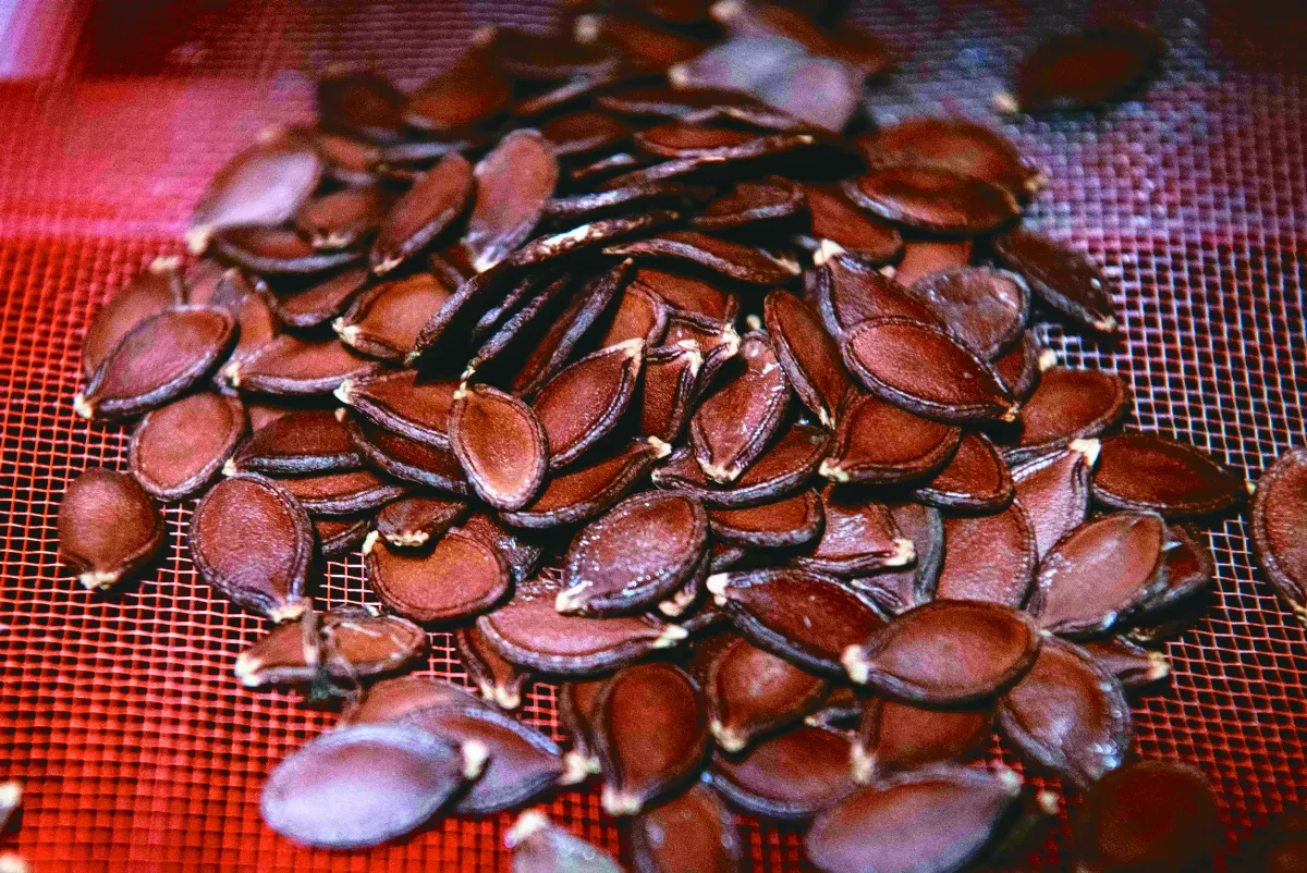 收集6千植物樣本 種子銀行確保後世糧安