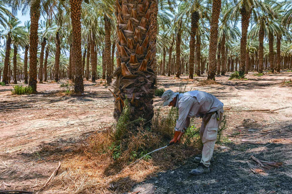 收集6千植物樣本 種子銀行確保後世糧安