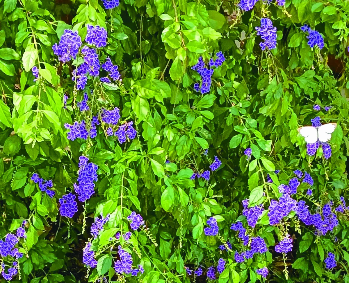 【生活快門】花現驚喜